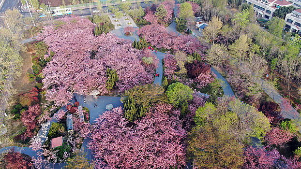 山东省日照市,浪漫樱花进入盛花期,粉色花海魅力无限成市民网红打卡地