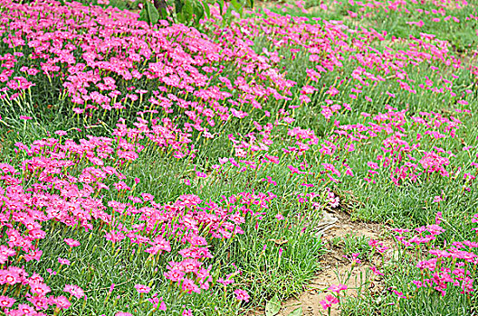 绿草红花