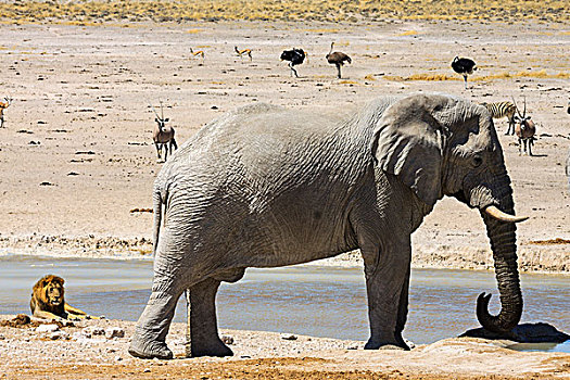 非洲象,狮子,埃托沙国家公园,纳米比亚,非洲