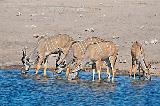 大捻角羚,雄性,女性,幼兽,喝,水坑,埃托沙国家公园,纳米比亚,非洲