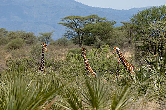 网纹长颈鹿,肯尼亚