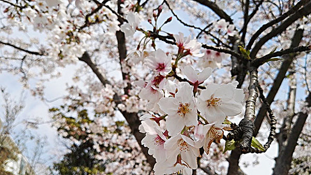 樱花,春天,校园
