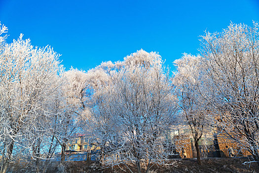 冬天吉林市松花江边的雾凇美景