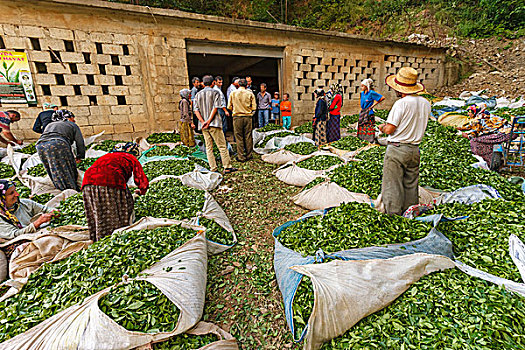 茶,农民,销售,农产品,黑海,区域,土耳其