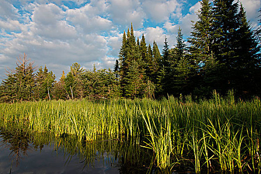 湖,木头,安大略省,加拿大