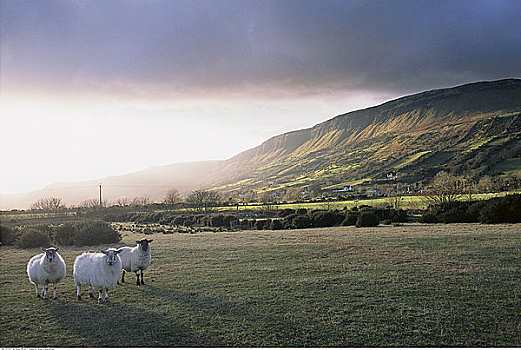 绵羊,北爱尔兰