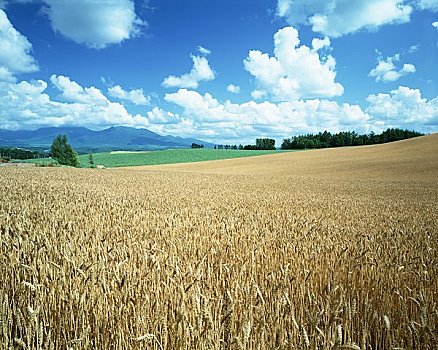 小麦,夏日天空