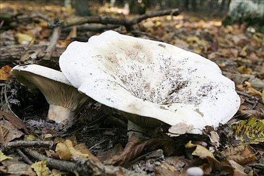 蘑菇,菌类