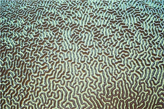 珊瑚,纹理