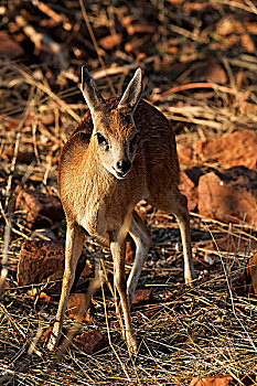 年轻,印度羚,克鲁格国家公园,北方省,南非