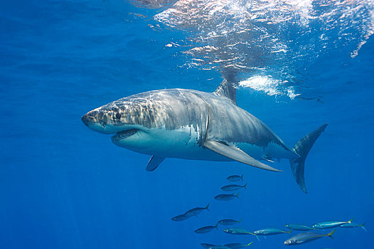 大,大白鲨,沙鲨属,瓜德罗普,墨西哥,北美