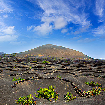 兰索罗特岛,葡萄园,黑色背景,火山,土地