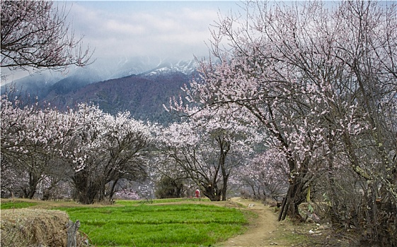 野桃花观赏圣地索松村