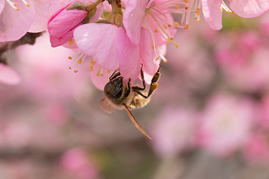 花朵组图