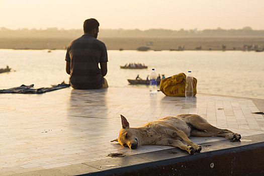 印度,恒河,男子,一条狗,沉思的,背影