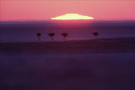 鸵鸟,鸵鸟属,群,日落,纳米比亚