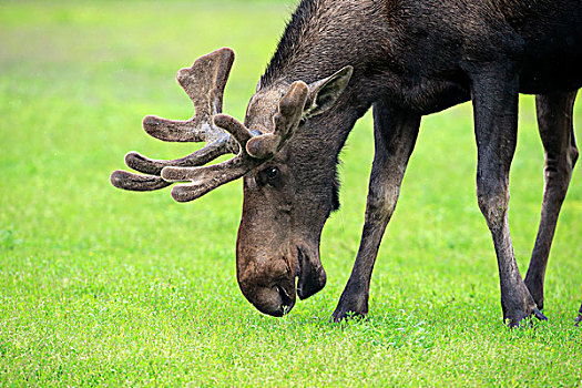 驼鹿,成年,雄性,吃,阿拉斯加野生动物保护中心,安克里奇,阿拉斯加,美国,北美