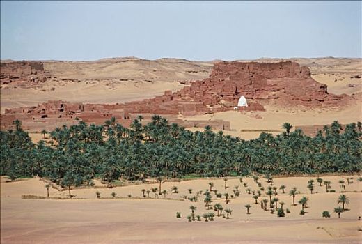 阿尔及利亚,全景,乡村,棕榈树