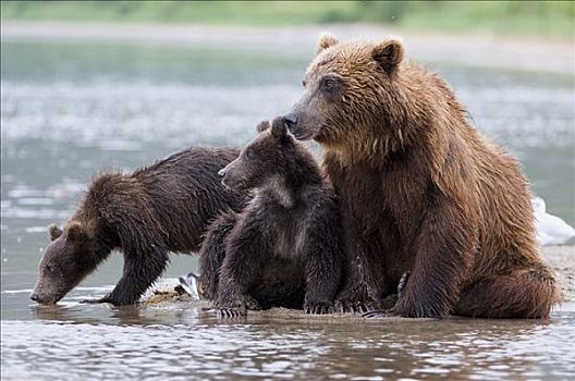 棕熊,母亲,堪察加半岛,俄罗斯