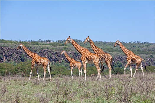 长颈鹿,牧群,大草原