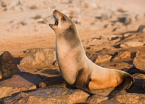 岬角毛海豹,毛海狮,克罗斯角,纳米比亚