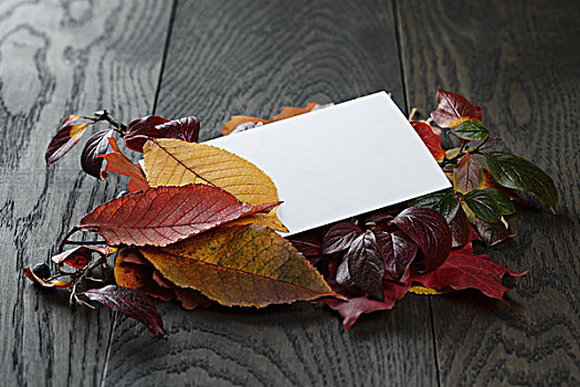 秋叶,老,橡树,桌子,纸,卡片,乡村,风格
