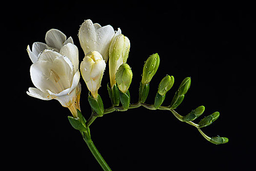 白色,小苍兰属植物,水滴