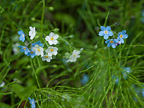 美国,密歇根,花