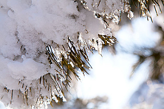 大雪后松针上的白色雾凇在融化特写