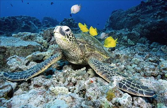 绿海龟,龟类,珊瑚鱼,夏威夷