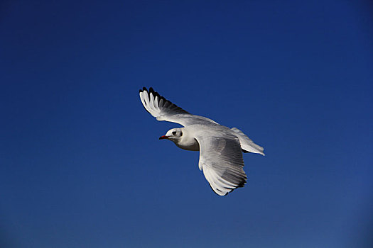 在蓝天下展翅高飞的一只海鸥