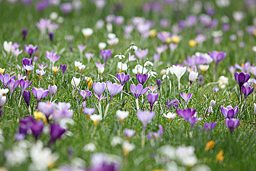 紫花,草场