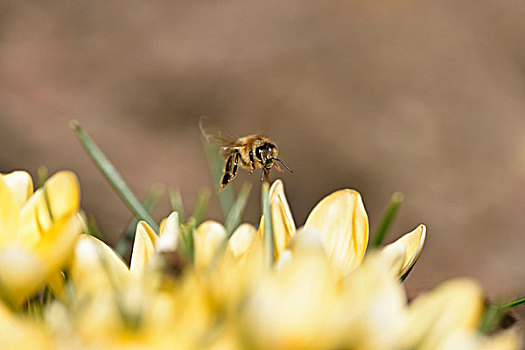 西部,蜜蜂,意大利蜂,花,正面,飞,看镜头