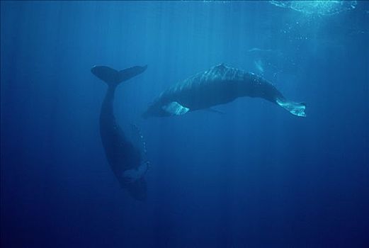 驼背鲸,大翅鲸属,鲸鱼,一对,游动,一起,水下,夏威夷