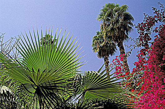 摩洛哥,热带,植被,棕榈树,叶子花属