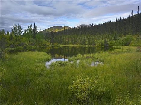 北方针叶林,水塘,山,背景,奥基尔维山,育空地区,加拿大