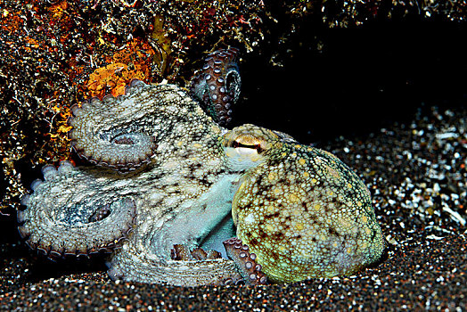 常见章鱼,真蛸,大西洋,亚速尔群岛,葡萄牙,欧洲
