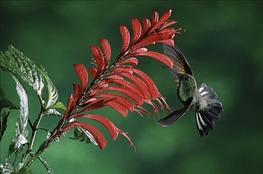 蜂鸟,花,蒙特维多云雾森林自然保护区,哥斯达黎加
