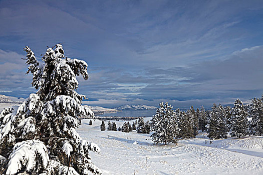 俯视,清新,下雪,蒙大拿,美国