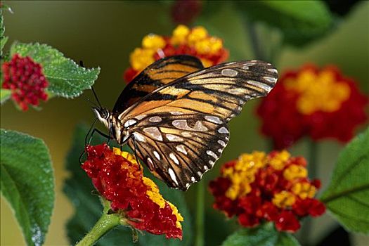 蝴蝶,马樱丹属,花,盛开,区域,雨林,哥斯达黎加