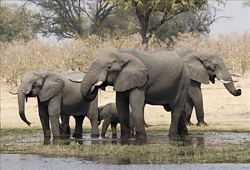 牧群,非洲,灌木,大象,非洲象,喝,河,莫瑞米,野生动植物保护区,博茨瓦纳
