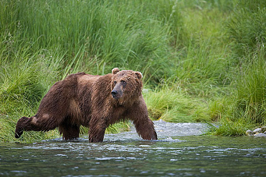棕熊,河流,靠近,威廉王子湾,楚加奇山,楚加奇国家森林,阿拉斯加,夏天