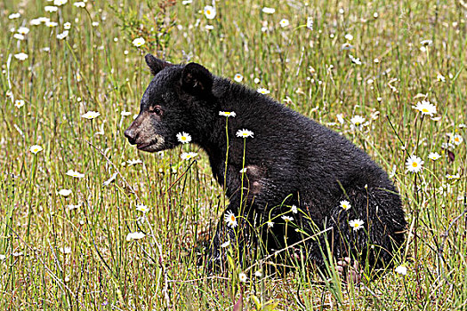 美洲黑熊,幼兽,蒙大拿,美国,北美