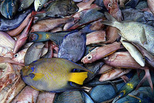 加勒比海,热带鱼,出售,市场