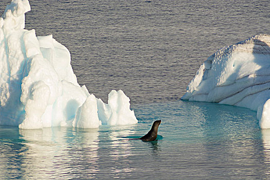 南极,海峡,食蝦海豹,冰山