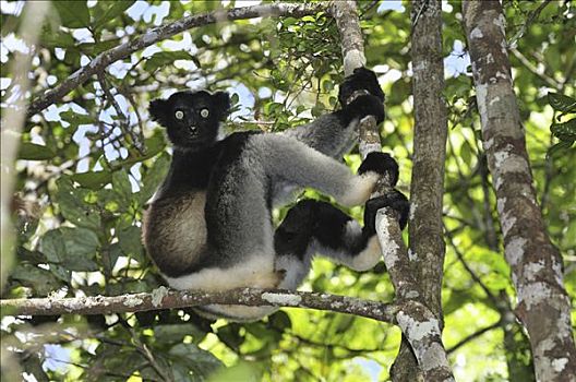 坐,树上,安达斯巴曼塔迪亚国家公园,马达加斯加