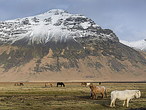 马,草场,雪冠,山,背景,冰岛,欧洲