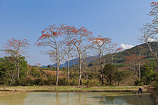 田园风光