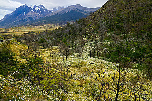 野花,围绕,死,树,托雷德裴恩国家公园,巴塔哥尼亚,智利