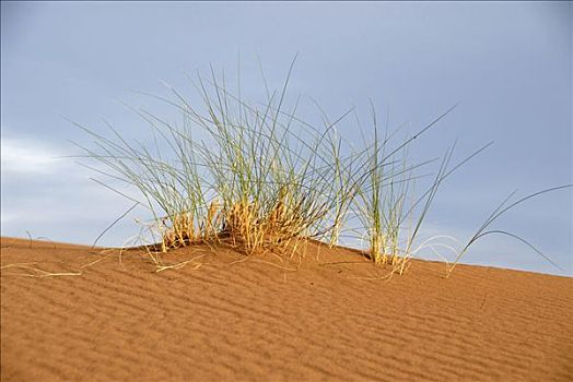 草,沙丘,靠近,摩洛哥